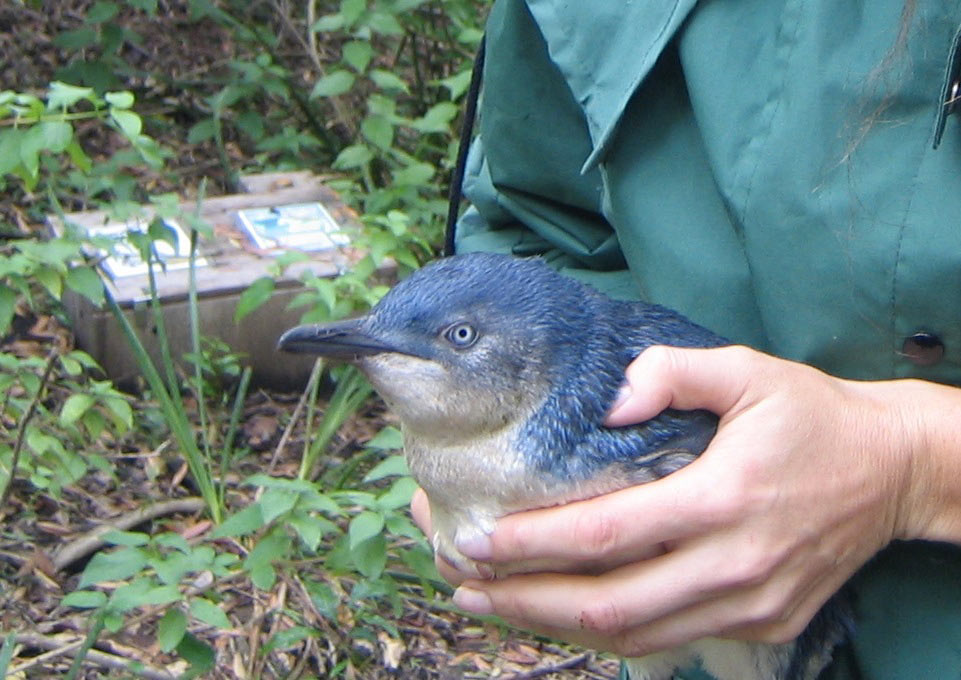 Little penguin in safe warden hands